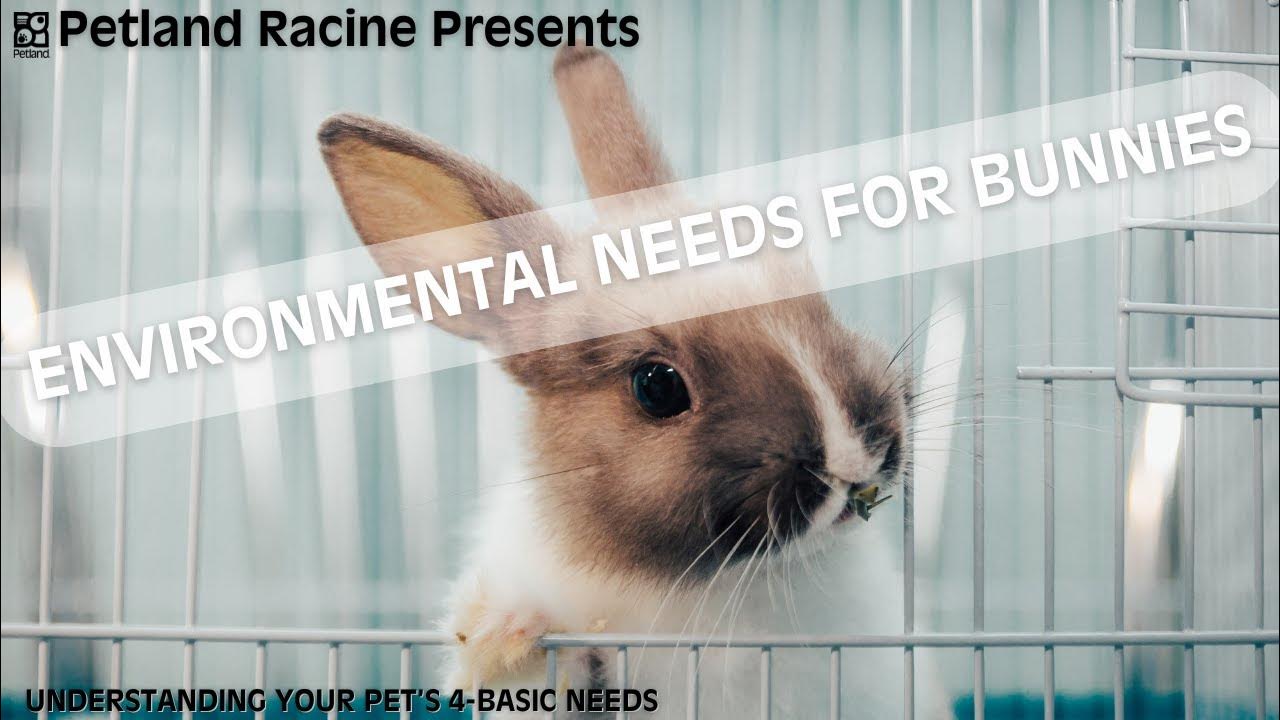 Petland Racine Bunny 4Basic Needs Bunny Environmental Needs YouTube