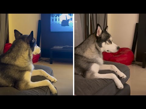 Husky gives 'bombastic side eye' to owner for interrupting his TV show