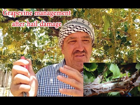 اثار مدمرة لتساقط البرد والامطار الغزيرة على كرمة العنب     