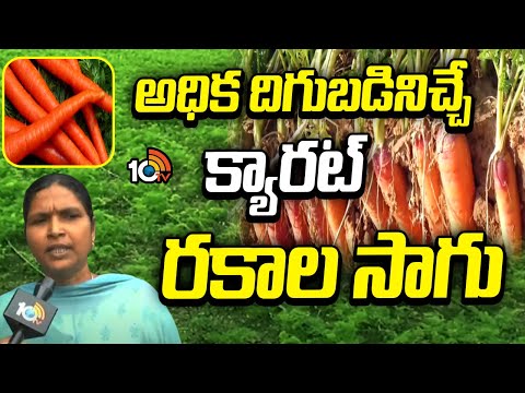 అధిక దిగుబడినిచ్చే క్యారట్ రకాల సాగు | High Yielding Carrot Varieties |Carrot Farming |Matti Manishi - 10TVNEWSTELUGU