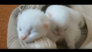 Funny Dogs And Cats Videos 2024 😅 - Best Funniest Animal Videos Of The week #1 by Gnat Vova 46 views 12 days ago 2 minutes, 9 seconds