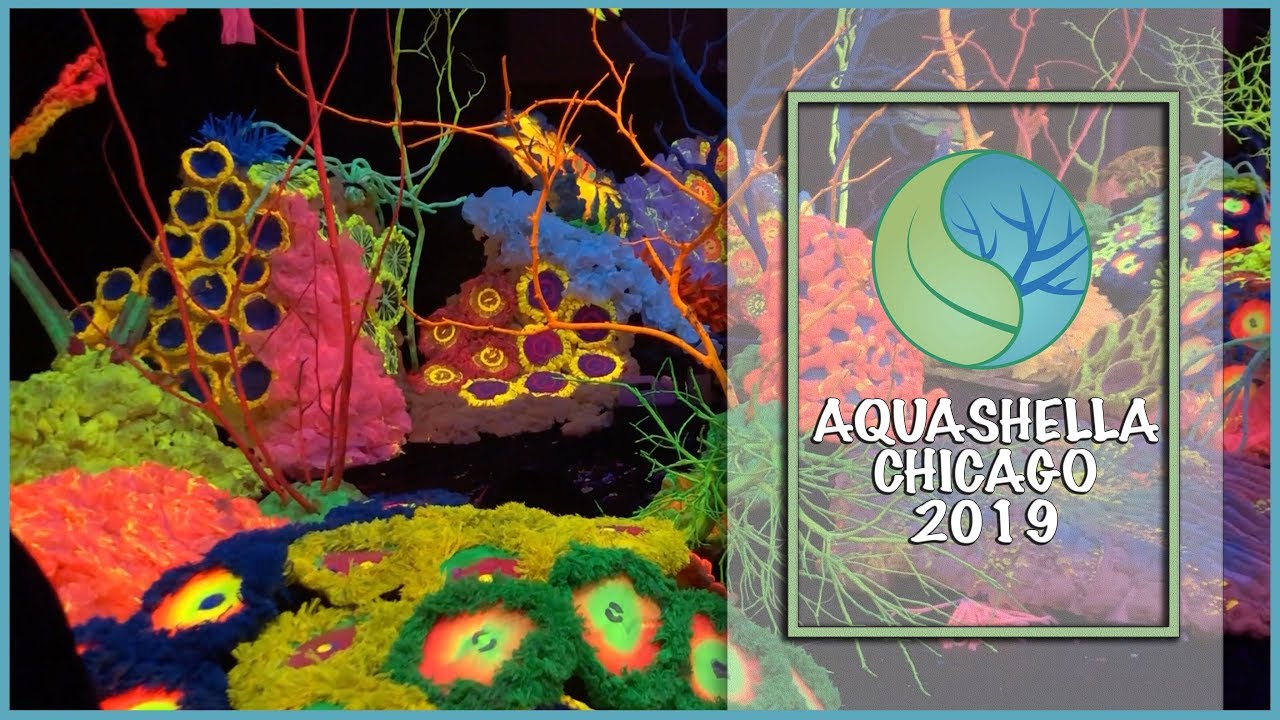 AQUASHELLA CHICAGO 2019 - HIGHLIGHTS - YouTube