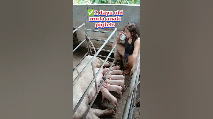 Daily Pig Feeding Routine 🐷 | Rural Farm Life #pigfeed #farmlife #pig