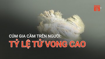 CÚM GIA CẦM TRÊN NGƯỜI: TỶ LỆ TỬ VONG CAO | VTC9