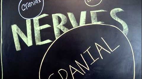 Brain Awareness Video Contest