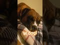 cut doge
