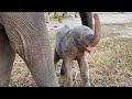 Khanyisa uses her trunk to dust herself with sand on her morning walk with the Jabulani herd