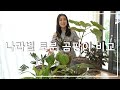 이태리 vs 독일 vs 중국 vs 이케아 토분 곰팡이 백화현상 비교! 토분 비싼게 좋은걸까? Mp3 Song