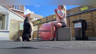 Training @Dogz Devotion Academy by Elke Boxoen - Dogz Devotion Academy  2,002 views 3 years ago 2 minutes, 13 seconds