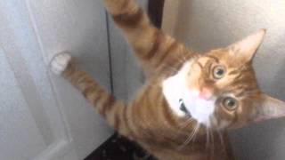 Autumn Crying To Go Outside.