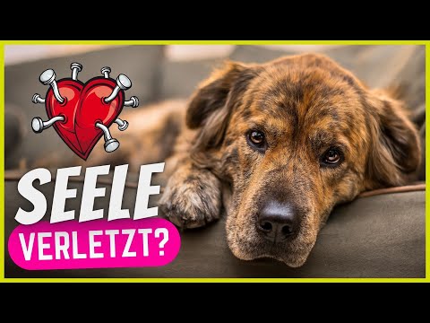 Video: Wenn Herzschmerz Besitzern mit plötzlich herzkranken Haustieren widerfährt