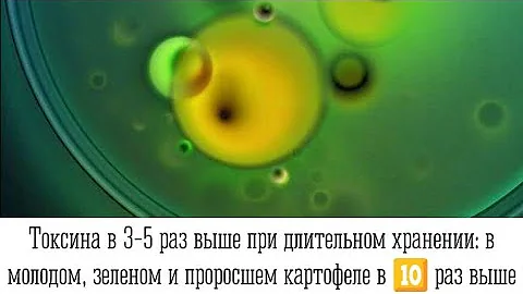 Концентрация соланина в организме накапливается: соланин повреждает верхний слой эпителия кишечника