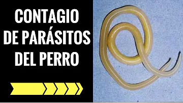 ¿Se puede tratar a un perro de 12 años contra los parásitos del corazón?