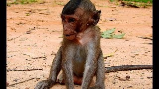 Very Miss Poor Baby Monkey Lori So Much.