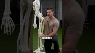 Stop Stretching Your Hamstrings And Do This
