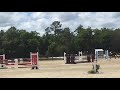 Harry cotter show jumping