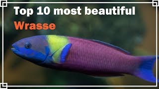 Top 10 most beautiful Wrasse