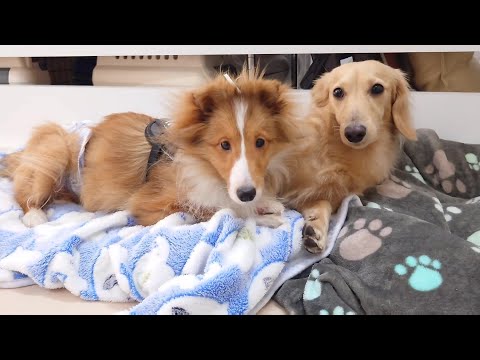 ダックスにべったりなパピーシェルティ 🐶ひみつきちなう!②🐶  2023年12月28日