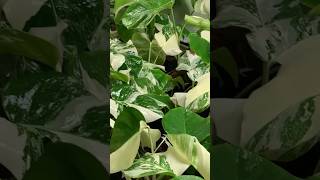 YOU should Try LECA #rareplants #hydroponics #houseplant