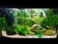 1st Tropical Fish Aquarium Video