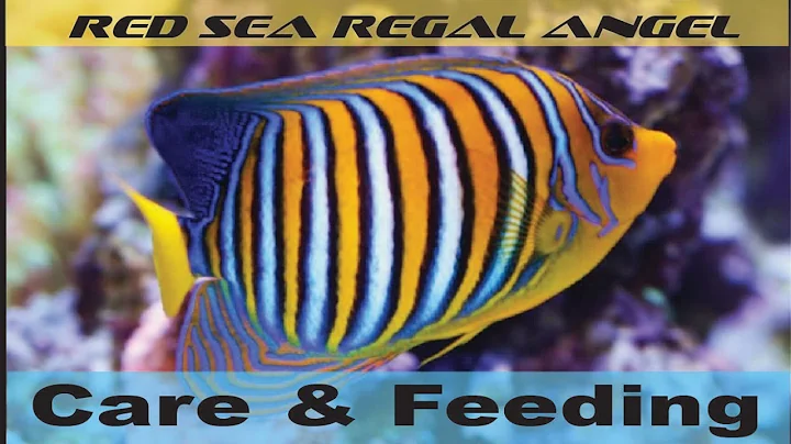 Regal Angel (Red Sea) - Care & Feeding