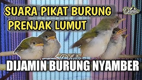 Suara Pikat Prenjak Lumut , Paling Ampuh