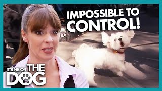 Sweet Dogs Turn AGGRESSIVE On Walks | It's Me or The Dog