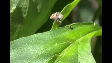 Jumping Spider vs Ant