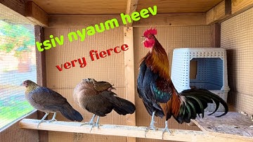 red jungle fowl, qaib dib qaib qus tsiv nyaum heev February 14, 2025