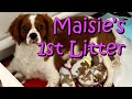 Cavalier King Charles Spaniel Birth Maisie's 1st Puppies の動画、YouTube動画。