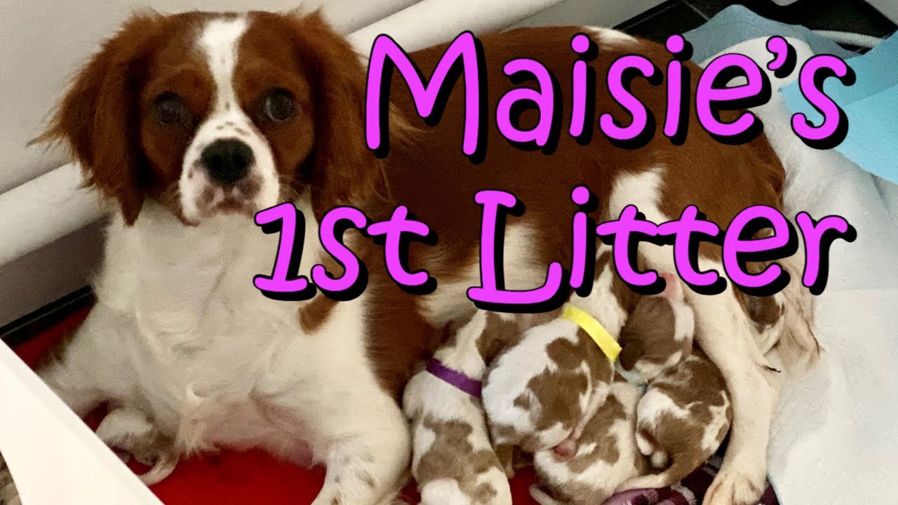 how many litters can a cavalier king charles spaniel have