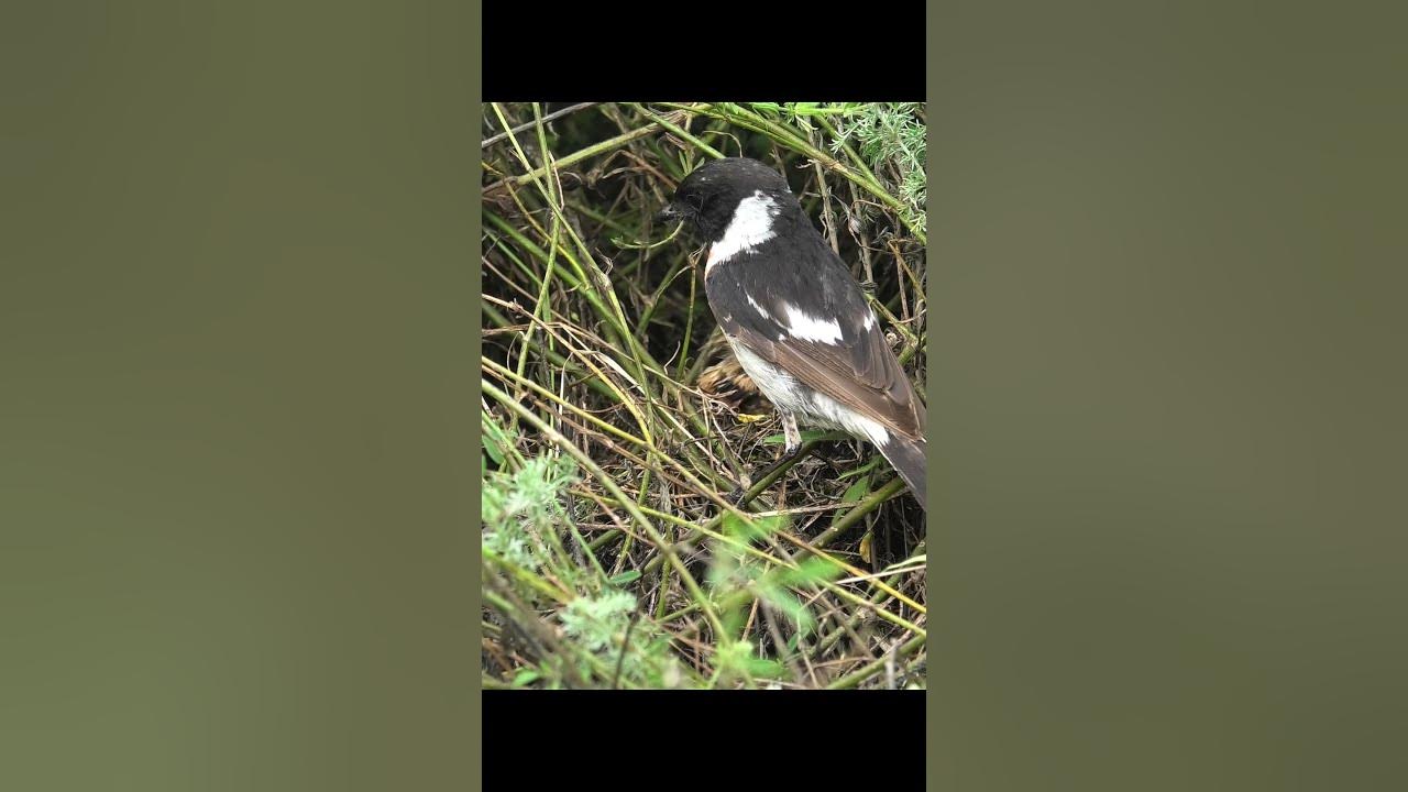 Черноголовый чекан кормит птенцов #birds #shorts - YouTube