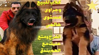كلاب جيرمن مستوى عالمى كلاب ابطال جراوى جيرمن مستوى عالى كلاب للبيع 16/12/2020
