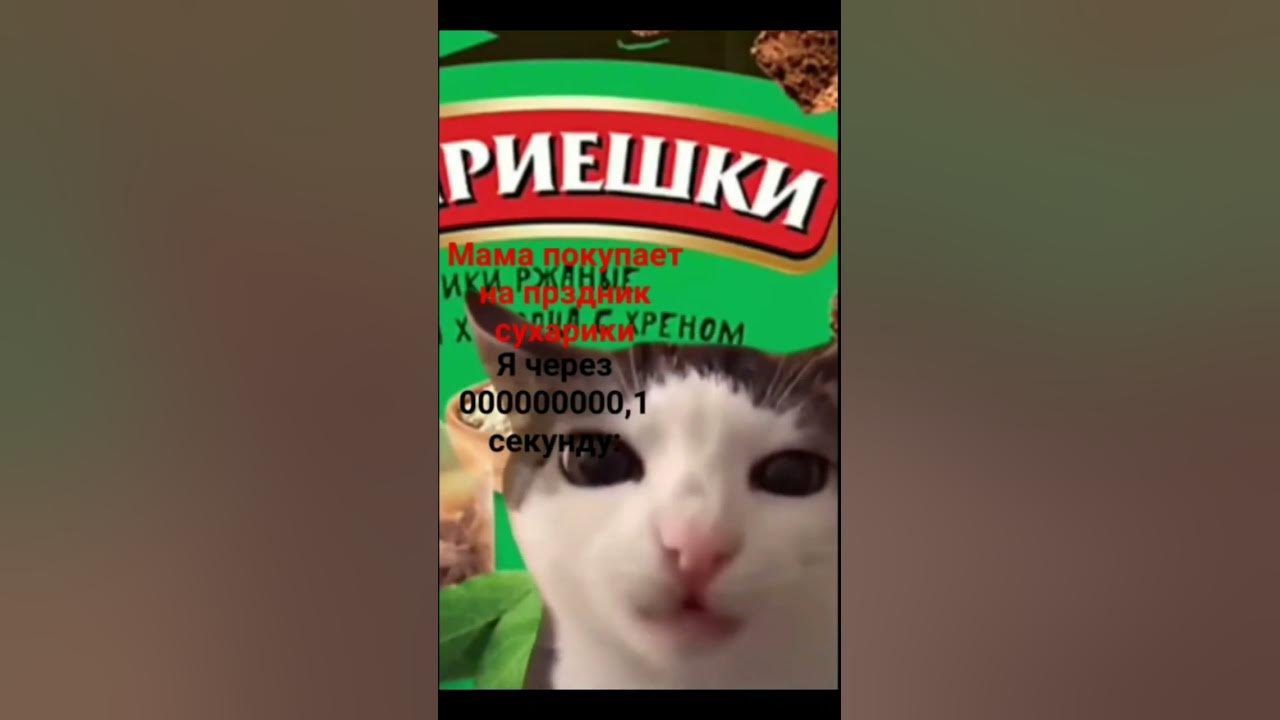 кот ест сухарики#мемы #мем#рекомендации #кот#котики - YouTube