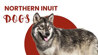 All About Northern Inuit Dogs: How are these puppies? by All About Mixed Breed  124 views 1 month ago 2 minutes, 1 second