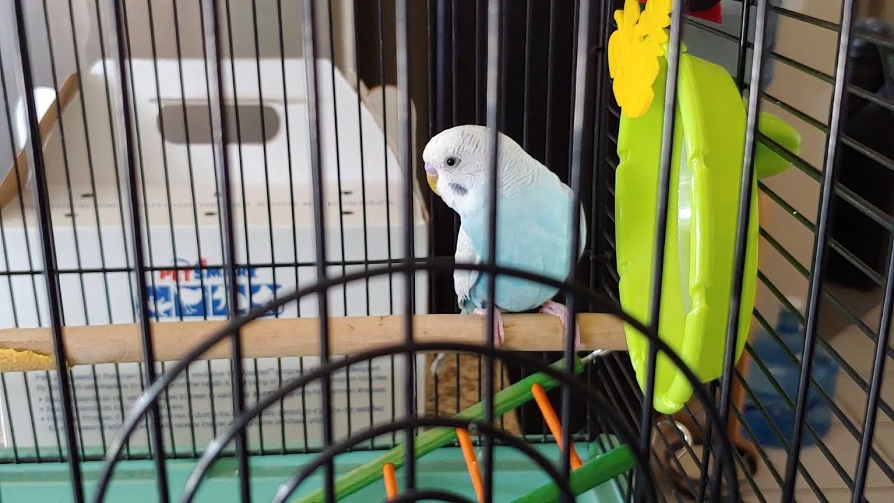MY PARAKEET GETS A NEW FRIEND YouTube