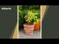 How to grow a citrus tree in a cold climate #shorts