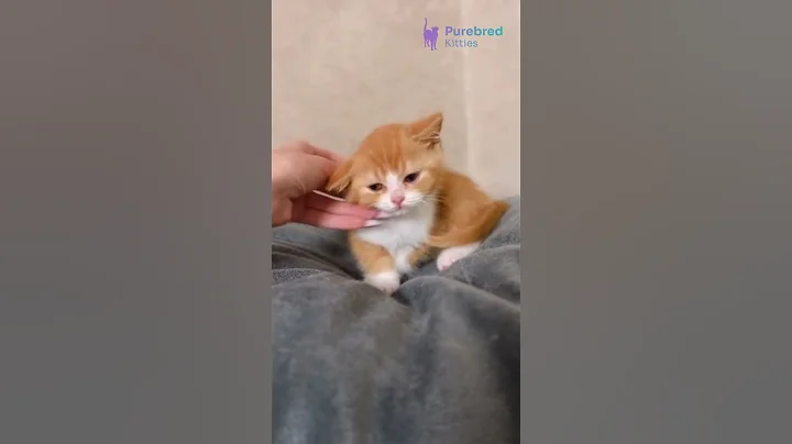 Video 10603371: british shorthair bicolor kitten, british shorthair red, eyes british shorthair