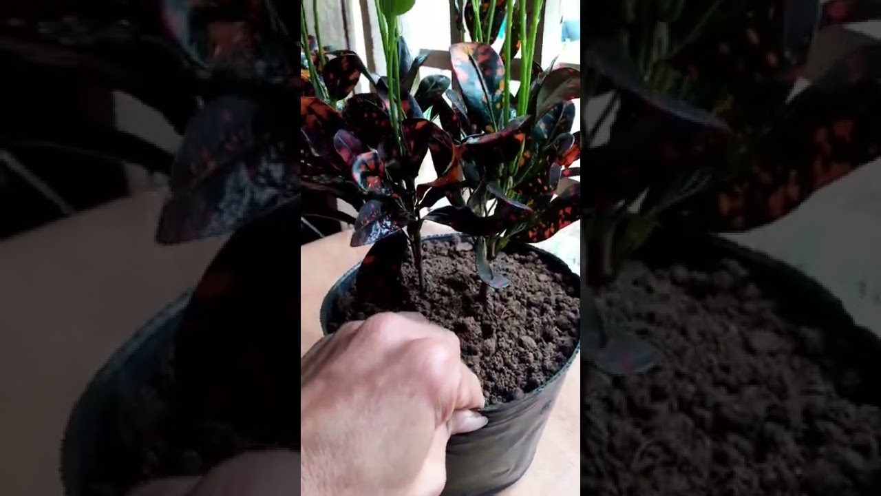 how to grow croton plant more attractive and bushy short croton