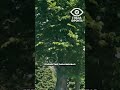 🐝 ПЧЕЛИНЫЙ ШТУРМ ВАШИНГТОНА! БЕЛЫЙ ДОМ ОККУПИРОВАН РОЕМ!