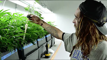Como é a produção da maconha?