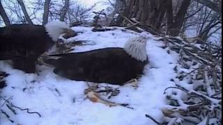 Decorah Eagles,Dad Brings Mom A Fish(How Sweet),She Fly's Off With Fish,3\/22\/15