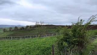 Sadece Kuş Sesi Ve Sessizlik