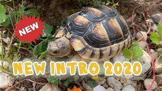 Neues Intro 2020 Landschildkröten
