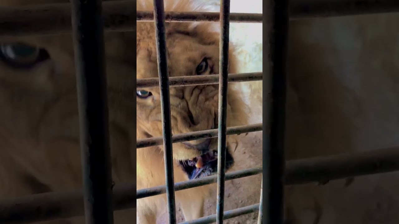 Lion Food Time Animals Wildlife Tiger Bigcat Shortvideo Zoo Wildliferescue
