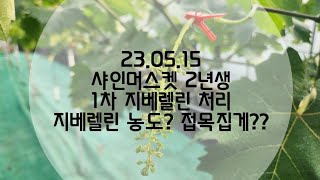23.05.15 샤인머스켓 2년생 1차 지베렐린처리 (지베렐린 농도,접목집게 설명)