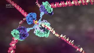 WEHI TV Animations: Molecular Visualisations of Deoxyribonucleic acid (DNA)