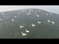 Остановка на зимовку: десятки белых лебедей прилетели на озеро Караколь в Казахстане