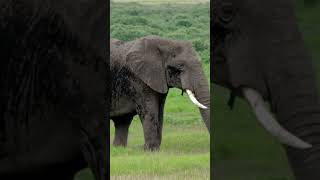 Diferencias del Elefante Africano y Asiático         #shorts #viral #video #animales #youtube #fyp
