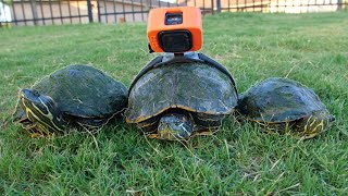 Turtle Racing!